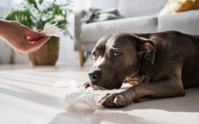 Nutrición para las alergias primaverales en mascotas