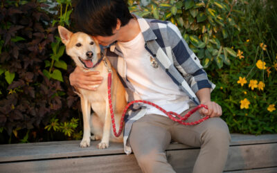Pipeta, collar o pastilla, ¿Qué antiparasitario escojo?