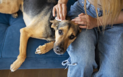 Otitis en perros: cómo detectarla  y proteger su oído