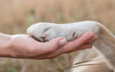 Marzo, el mes de la prevención en la salud de nuestras mascotas