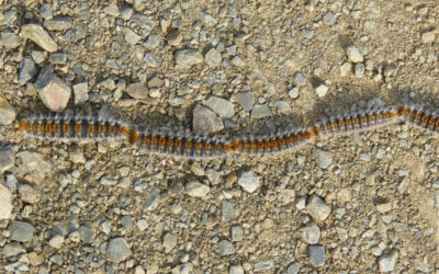 La procesionaria del pino: una amenaza real para tu perro