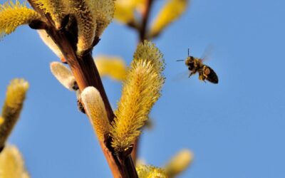 ¿Qué hacer si a tu perro le pica una abeja o una avispa?