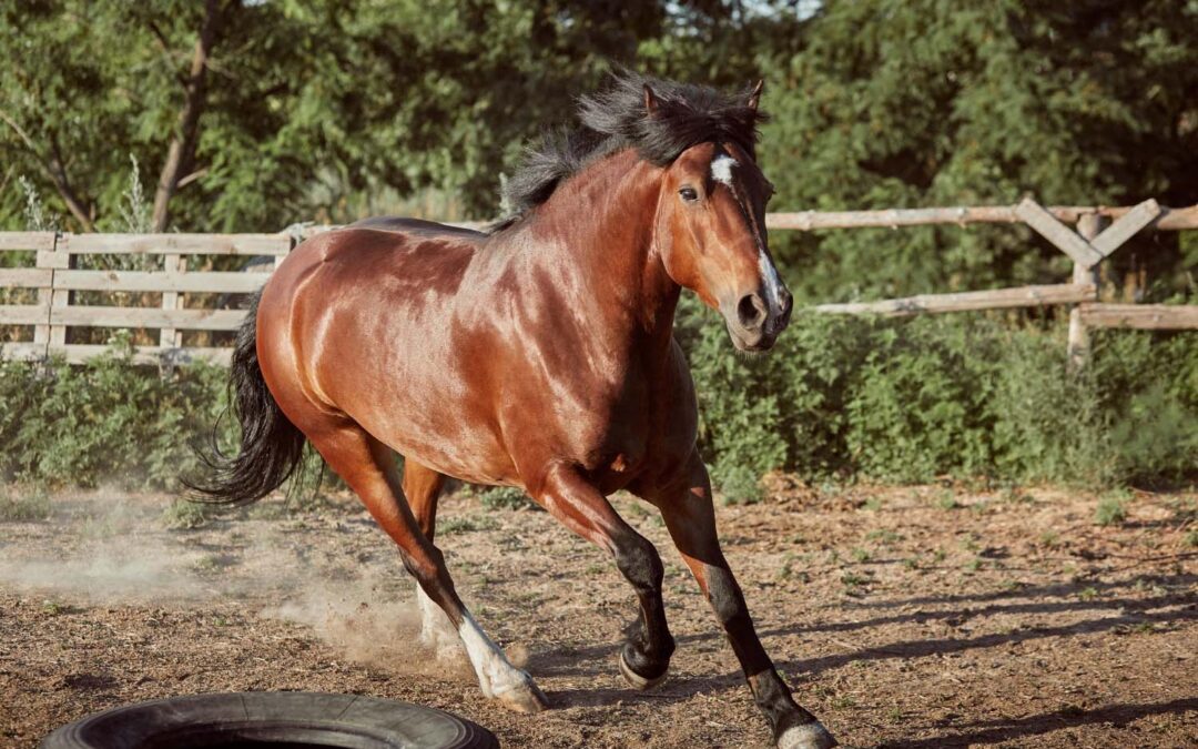 Hidratación y recuperación, las claves para el bienestar de tu caballo
