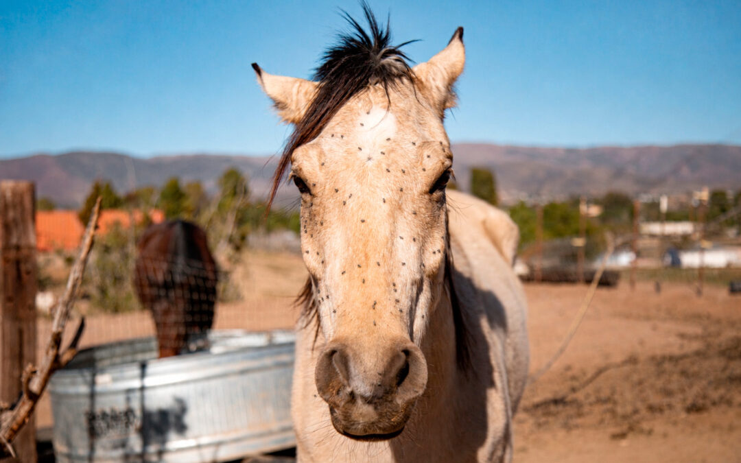 Moscas e insectos en caballos, ¿cómo protegerlos durante el verano?