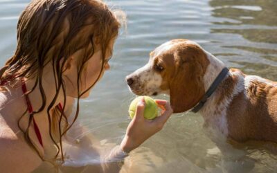 Cómo disfrutar de la playa y piscina con tu mascota