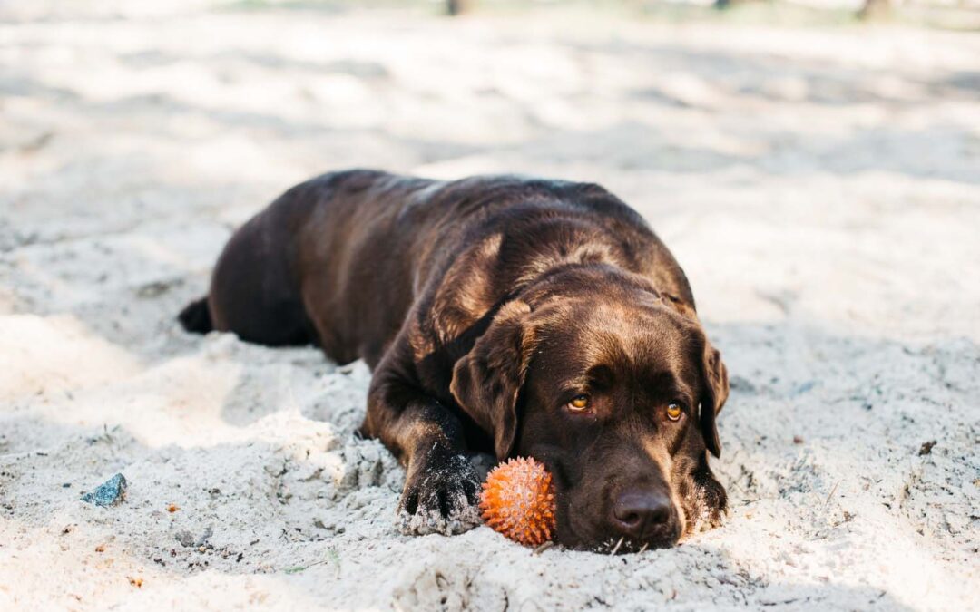 Señales de que tu mascota está pasando demasiado calor