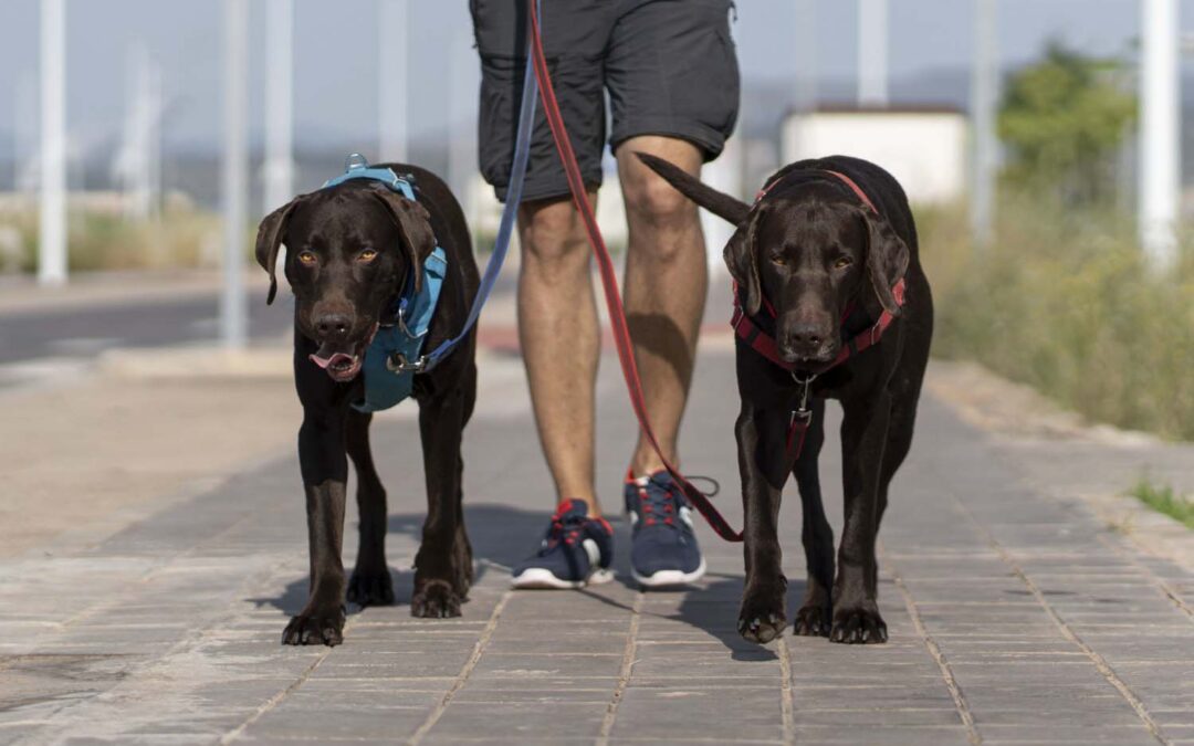 ¿Es un buen momento para pasear? Aprende a decidir cuándo salir con tu mascota en verano