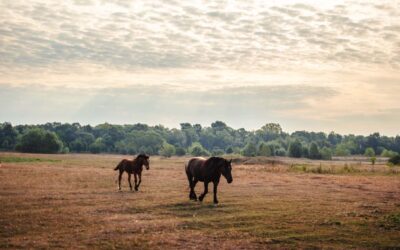Septiembre: un buen momento para revisar la salud de tu caballo